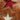 Hollywood Trading Company DEBBY STARS COGNAC | Blue Express